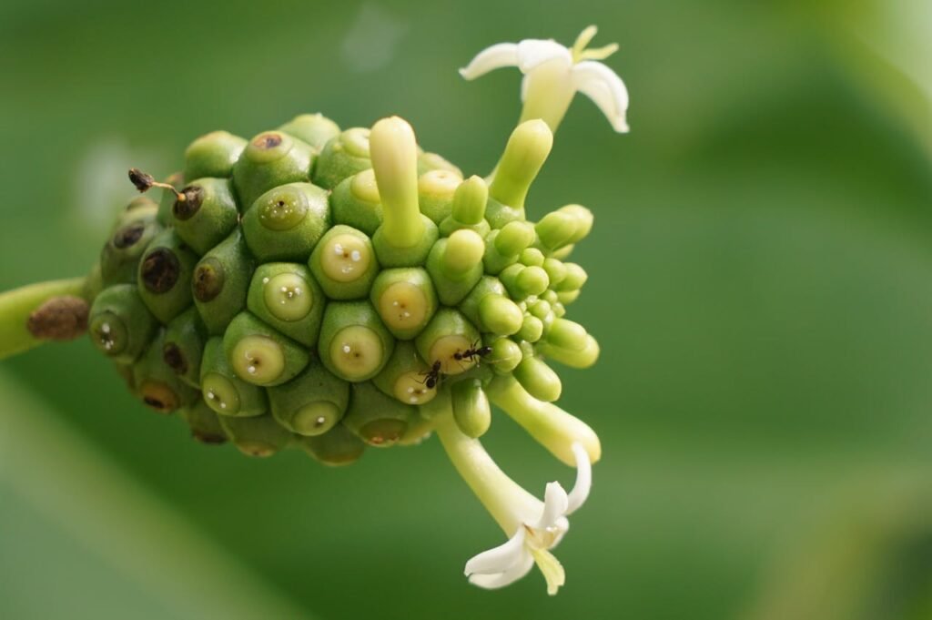 Detailed image of a green noni fruit with small white flowers and an ant on top, showcasing tropical nature.