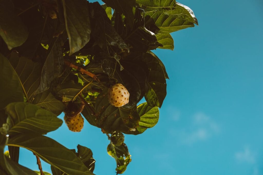 Close-up of nonu fruit and leaves against a clear blue sky in Hawaii.