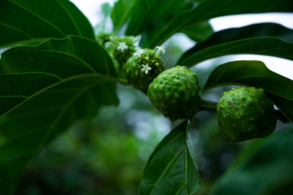 A vibrant close-up of green noni fruit and lush leaves on a tree branch outdoors.
